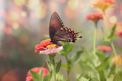 Black Satyrium Butterfly on Pink Flower Photograph Print 100% Australian Made