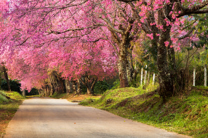 Cherry Blossom Tree on Road View Photograph Home Decor Premium Quality Poster Print Choose Your Sizes