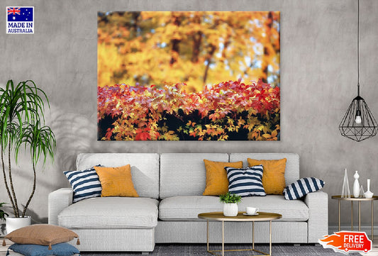 Autumn Leaves Closeup Photograph Print 100% Australian Made