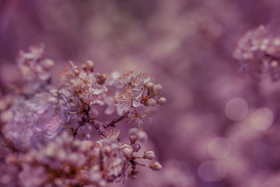 Pink Blossom Flowers Photograph Print 100% Australian Made