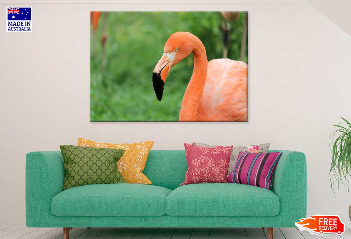 Flamingo Bird Face View Photograph Print 100% Australian Made