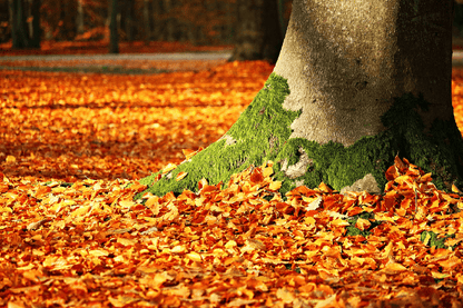 Maple Leaves Shedding Photograph Print 100% Australian Made