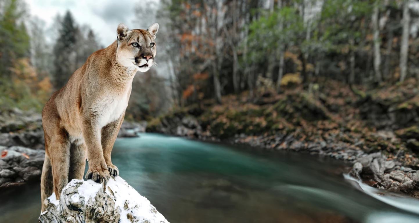 Puma on a Rock Near River Scenery Home Decor Premium Quality Poster Print Choose Your Sizes