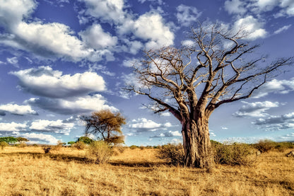 Dead Tree in Savanna Plains View Photograph Print 100% Australian Made