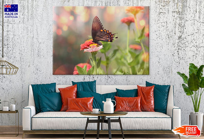 Black Satyrium Butterfly on Pink Flower Photograph Print 100% Australian Made