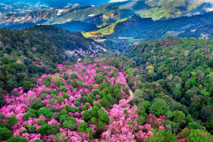 Cherry Blossom Trees Mountains Photograph Print 100% Australian Made