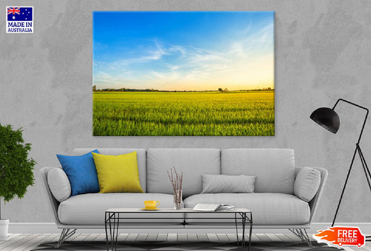 Rice Field with Blue Sky View Photograph Print 100% Australian Made