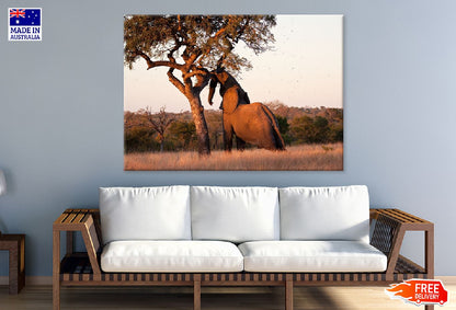 Elephant Push Marula Tree View Photograph Print 100% Australian Made