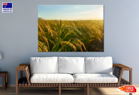 Rice Plant Sunset Scenery View Photograph Print 100% Australian Made