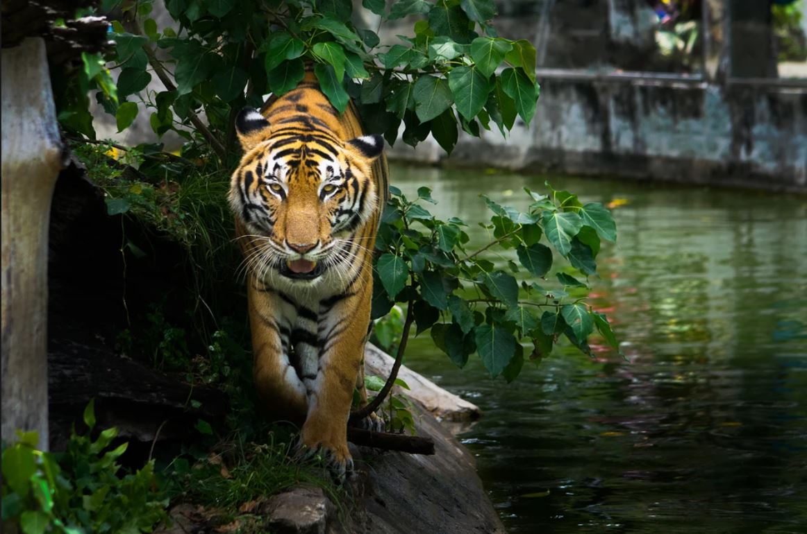 Tiger Walking Along River Scenery Home Decor Premium Quality Poster Print Choose Your Sizes