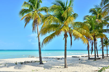 Bella Home Coconut Palm Trees In Mexico Print Canvas Ready to hang