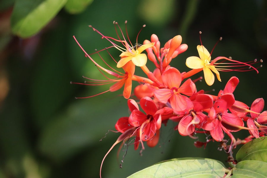 Yellow & Red Small Flowers Closeup Photograph Print 100% Australian Made