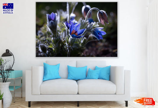 Blue Anemone Flower Plant Closeup Photograph Print 100% Australian Made