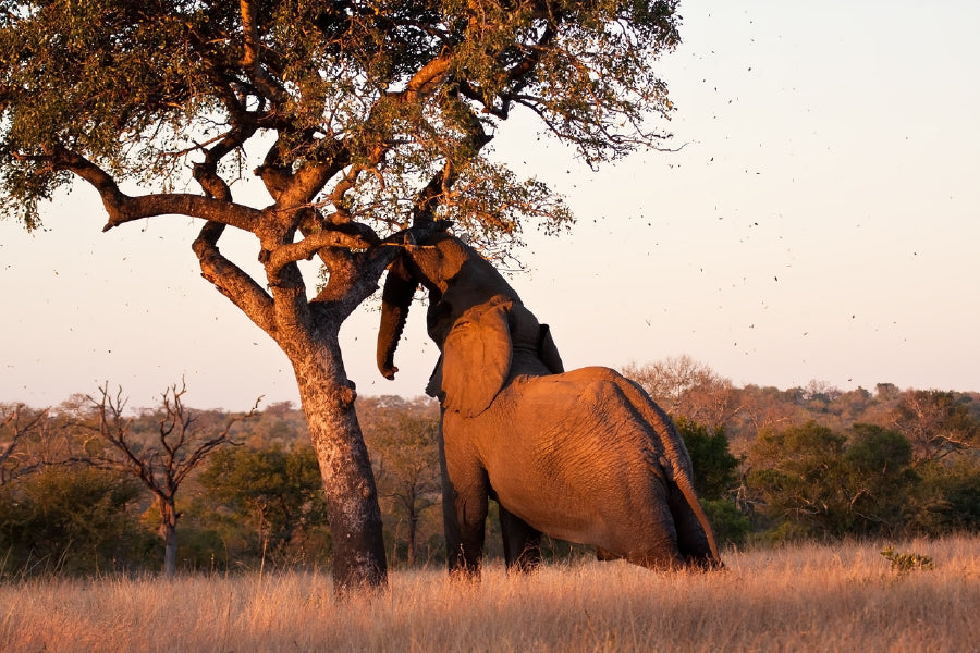 Elephant Push Marula Tree View Photograph Print 100% Australian Made