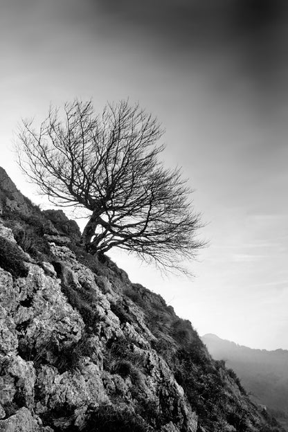 Dead Tree on Hill B&W Photograph Print 100% Australian Made