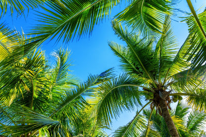 Coconut Palm Trees Bottom View Photograph Print 100% Australian Made