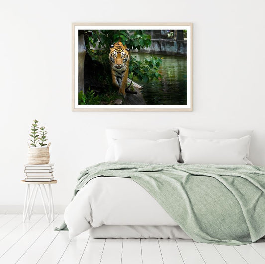 Tiger Walking Along River Scenery Home Decor Premium Quality Poster Print Choose Your Sizes