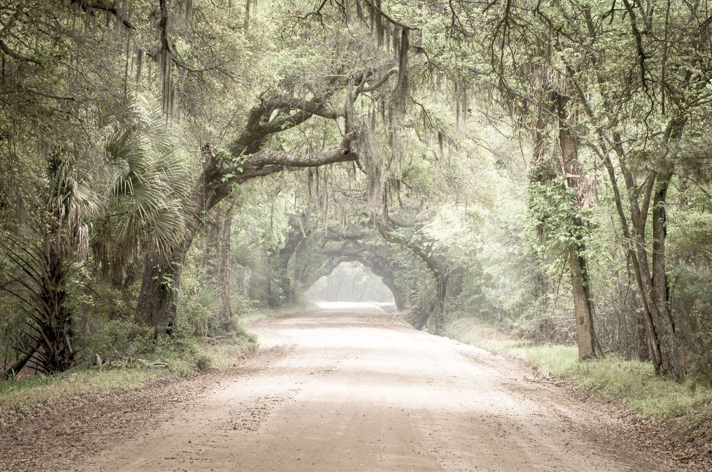 Charleston SC Dirt Road Forest View Photograph Print 100% Australian Made