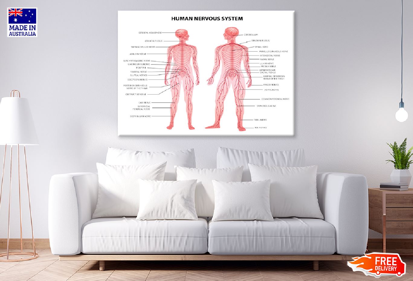 Male & Female Body Anatomy Vector Art Print 100% Australian Made