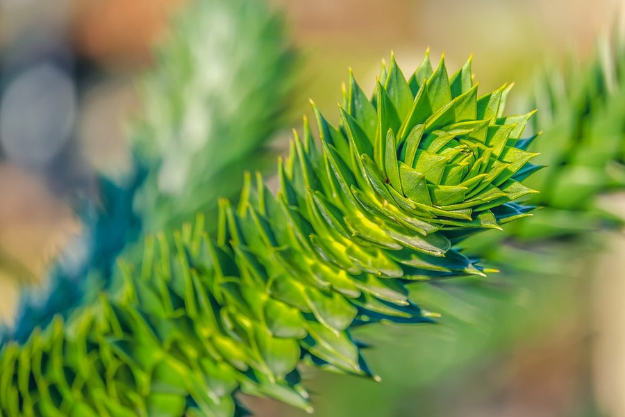 Araucana Chile Pine Tree Closeup Photograph Print 100% Australian Made