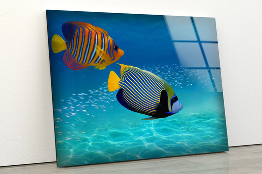 Colorful Fish in Sea Acrylic Glass Print Tempered Glass Wall Art 100% Made in Australia Ready to Hang