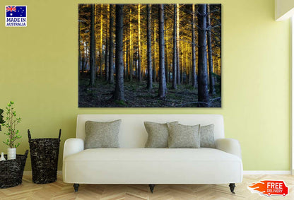 Sunrays in Forest Photograph Print 100% Australian Made