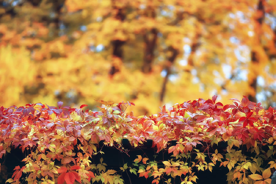 Autumn Leaves Closeup Photograph Print 100% Australian Made