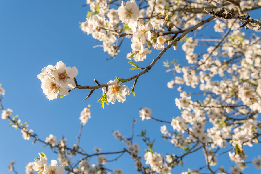 White Blossom Flowers & Sky View Photograph Print 100% Australian Made