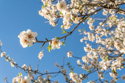 White Blossom Flowers & Sky View Photograph Print 100% Australian Made