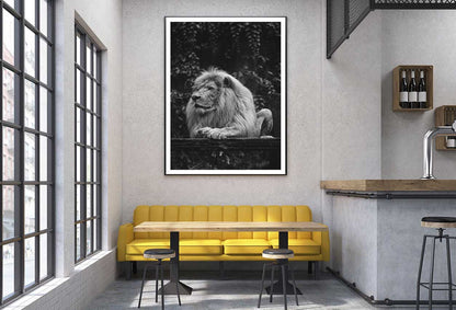 Majestic Lion B&W View Photograph Home Decor Premium Quality Poster Print Choose Your Sizes