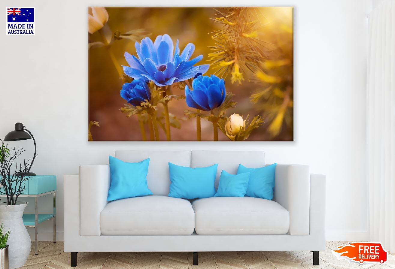 Blue Anemone Flower Golden Sunshine Photograph Print 100% Australian Made