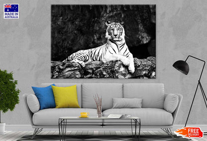 Tiger on Tree Branch B&W View Photograph Print 100% Australian Made