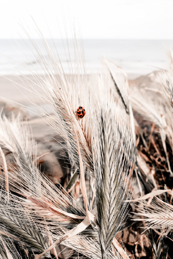 Ladybird at the Beach View Photograph Print 100% Australian Made