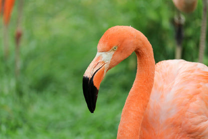 Flamingo Bird Face View Photograph Print 100% Australian Made