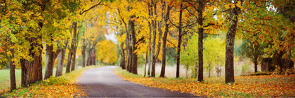 Panoramic Canvas Autumn Forest & Road Photograph High Quality 100% Australian made wall Canvas Print ready to hang