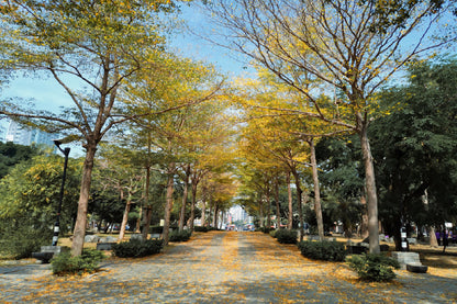 Old Trees Avenue Park Photograph Print 100% Australian Made