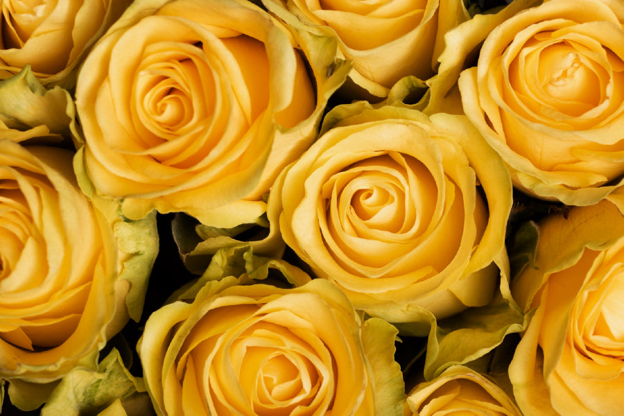 Yellow Roses Closeup View Photograph Home Decor Premium Quality Poster Print Choose Your Sizes