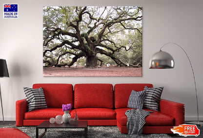 Angel Oak Tree View Photograph in US Print 100% Australian Made