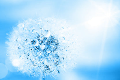 Water on Dandelion Macro View Photograph Print 100% Australian Made