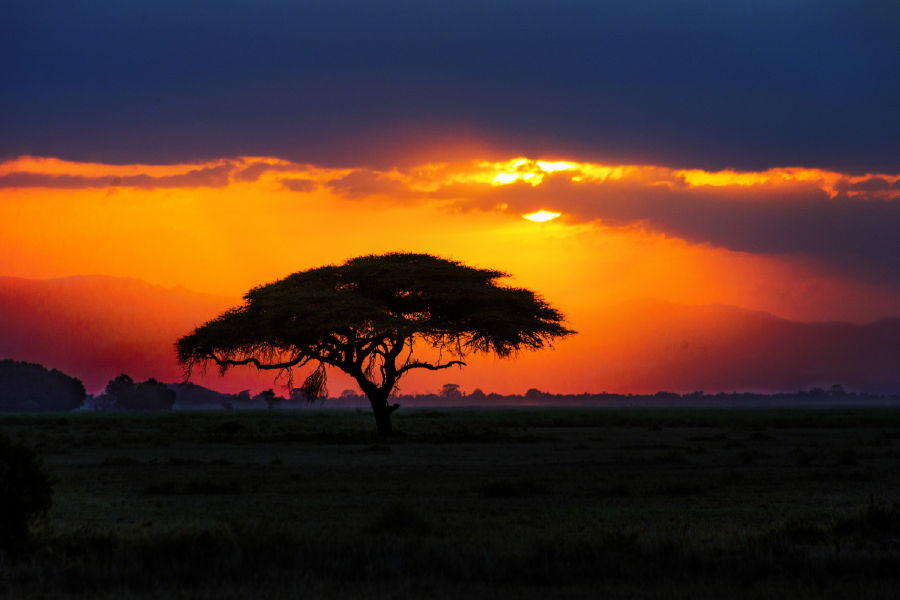 African Tree On Sunset View Home Decor Premium Quality Poster Print Choose Your Sizes