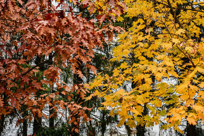 Orange Yellow Autumn Leaves Trees Photograph Print 100% Australian Made