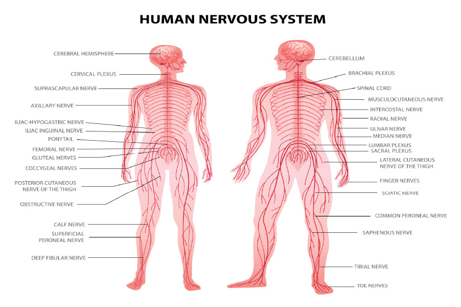 Male & Female Body Anatomy Vector Art Print 100% Australian Made