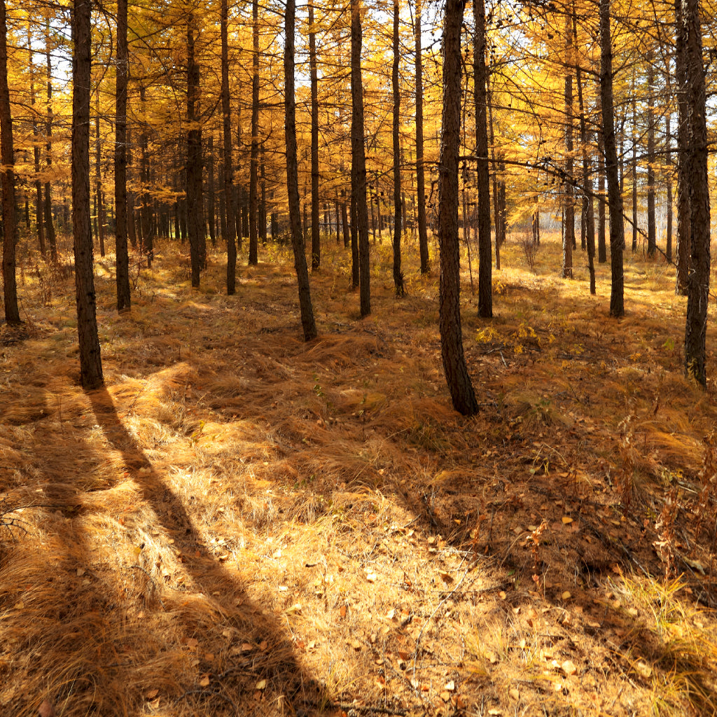 Square Canvas Autumn Trees & Leaves Scenery Photograph High Quality Print 100% Australian Made