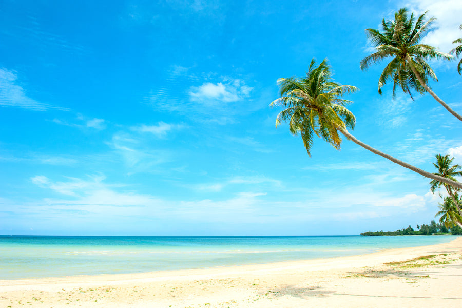 Palm Tree near Sandy Beach View Photograph Home Decor Premium Quality Poster Print Choose Your Sizes