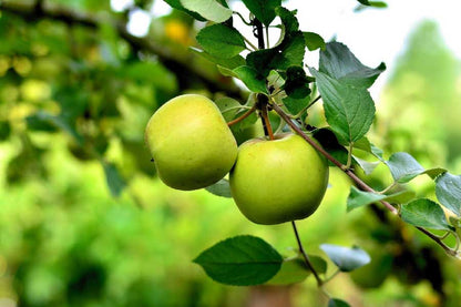 Green Apple on Tree Closeup Photograph Print 100% Australian Made