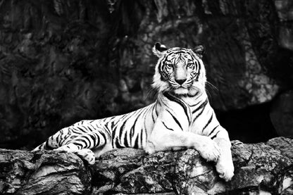 Tiger on Tree Branch B&W View Photograph Print 100% Australian Made