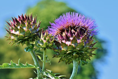 Artichoke Flowers Closeup Photograph Print 100% Australian Made