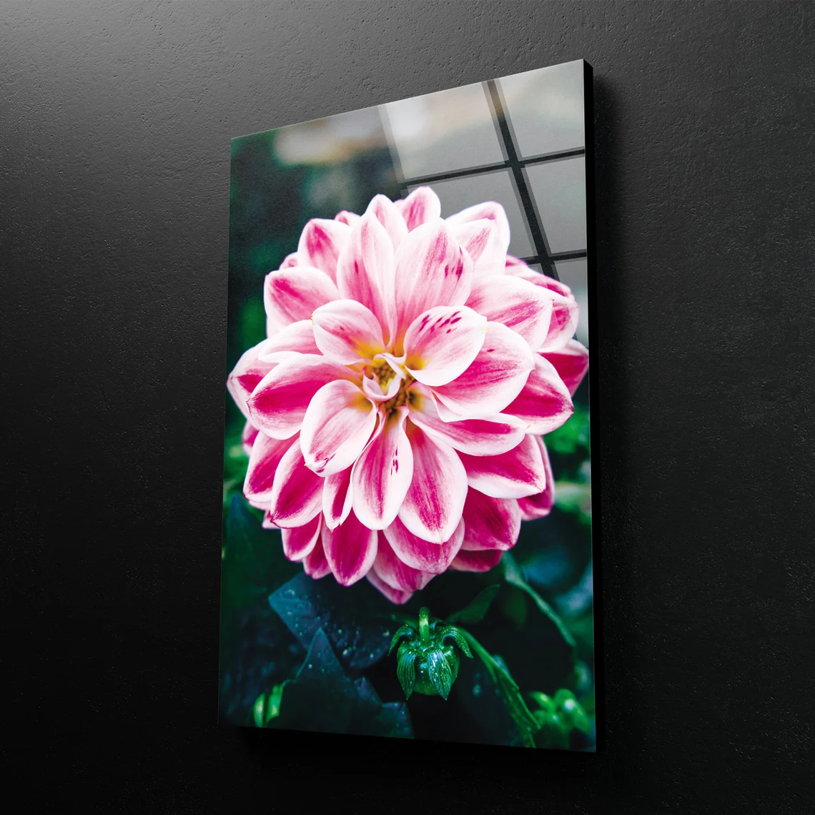 Pink Flower Closeup Photograph Acrylic Glass Print Tempered Glass Wall Art 100% Made in Australia Ready to Hang