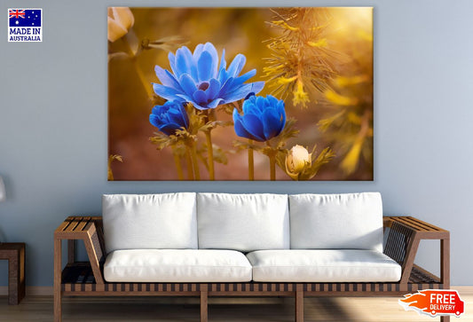 Blue Anemone Flower Golden Sunshine Photograph Print 100% Australian Made