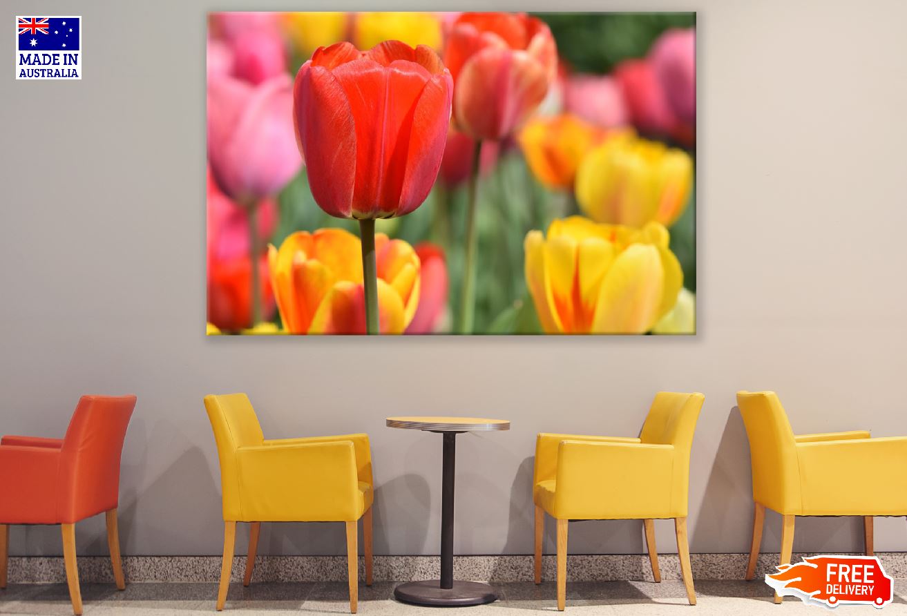 Red Tulip Flower Closeup Photograph Print 100% Australian Made
